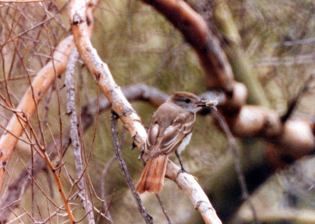 Flycatcher, Brown-crested 1, abc B01P41I05.jpg - Brown-crested Flycatcher